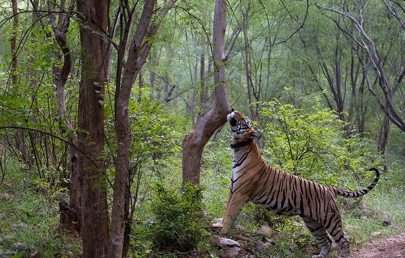 Sariska Wildlife Package