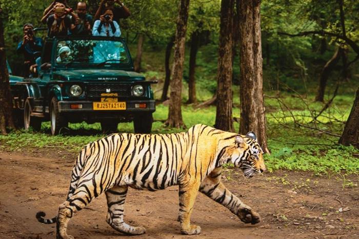 Wildlife Tour Packages